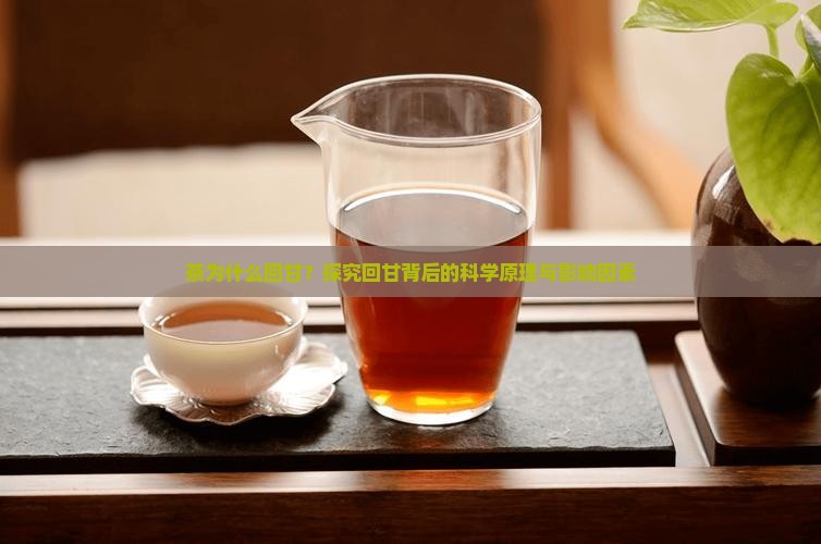 茶为什么回甘？探究回甘背后的科学原理与影响因素