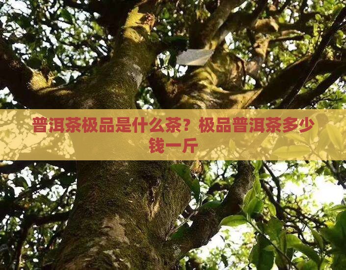 普洱茶极品是什么茶？极品普洱茶多少钱一斤