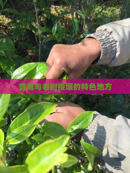普洱与老挝接壤的特色地方