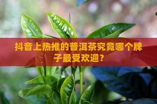 抖音上热推的普洱茶究竟哪个牌子最受欢迎？