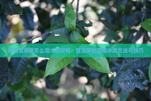 喝普洱茶要怎么泡才能好喝：普洱茶的正确冲泡方法与技巧