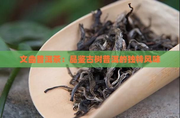 文曲普洱茶：品鉴古树普洱的独特风味