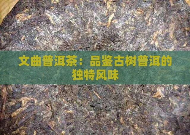 文曲普洱茶：品鉴古树普洱的独特风味