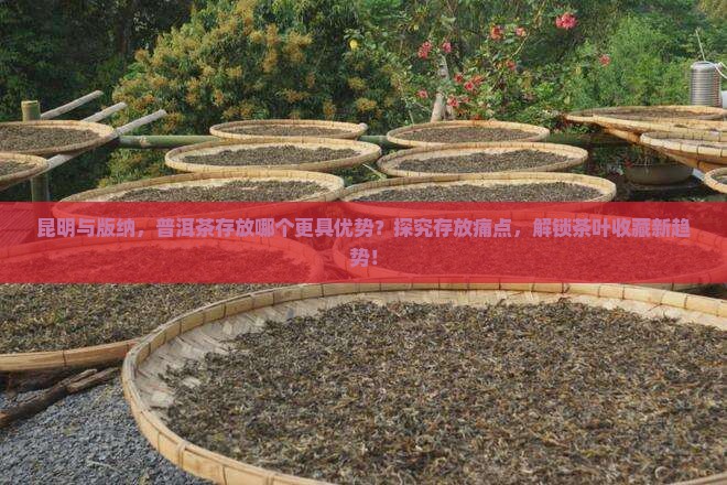 昆明与版纳，普洱茶存放哪个更具优势？探究存放痛点，解锁茶叶收藏新趋势！