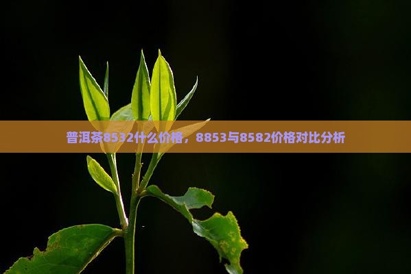 普洱茶8532什么价格，8853与8582价格对比分析