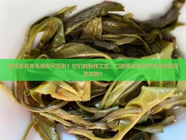 普洱茶与青毛茶有何区别？它们的制作工艺、口感特点及储存方法分别是怎样的？
