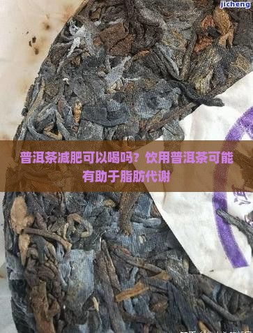 普洱茶减肥可以喝吗？饮用普洱茶可能有助于脂肪代谢