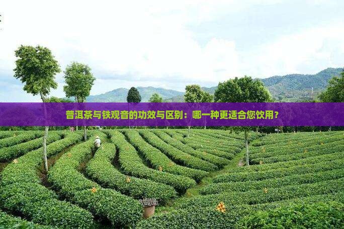普洱茶与铁观音的功效与区别：哪一种更适合您饮用？