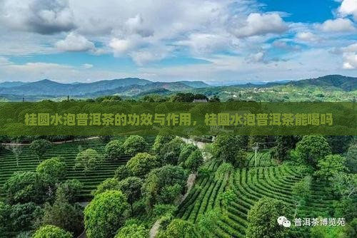 桂圆水泡普洱茶的功效与作用，桂圆水泡普洱茶能喝吗