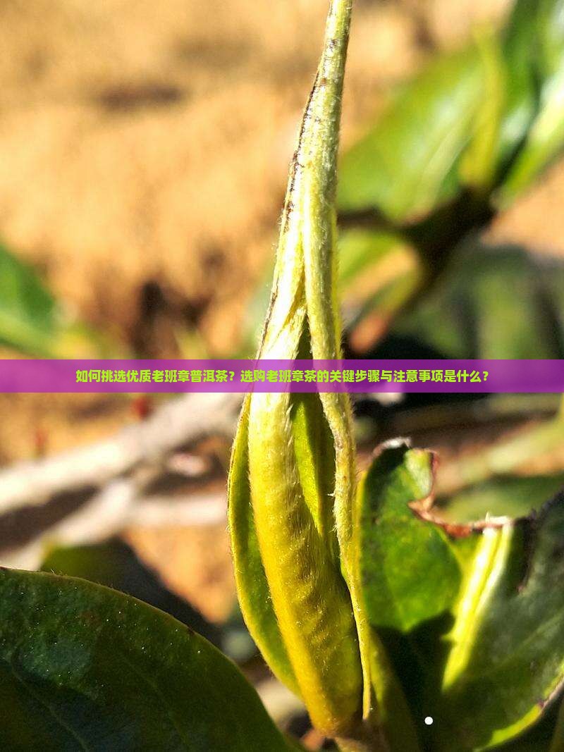 如何挑选优质老班章普洱茶？选购老班章茶的关键步骤与注意事项是什么？