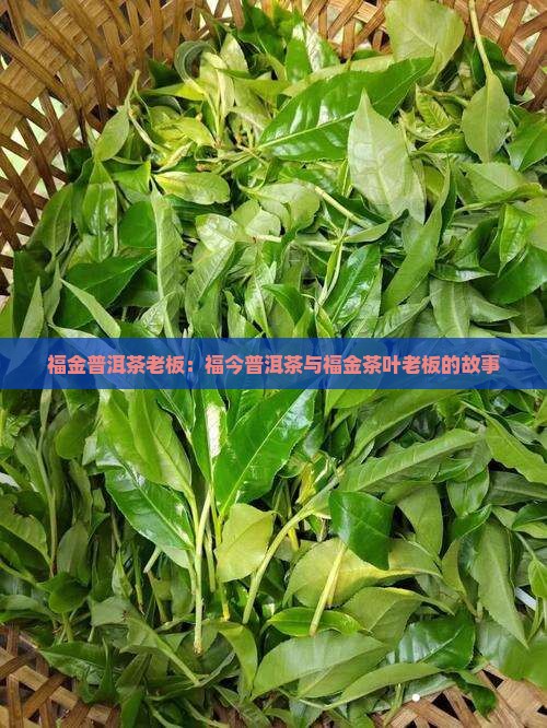 福金普洱茶老板：福今普洱茶与福金茶叶老板的故事