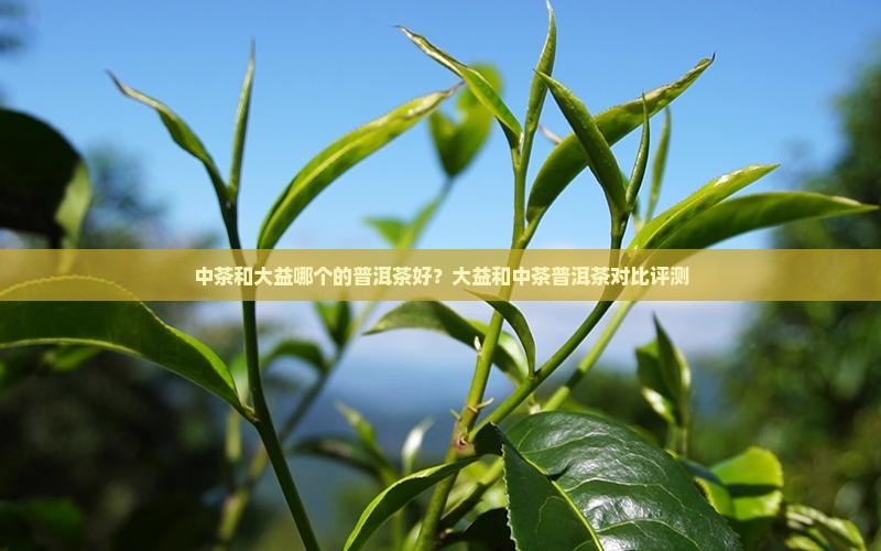 中茶和大益哪个的普洱茶好？大益和中茶普洱茶对比评测