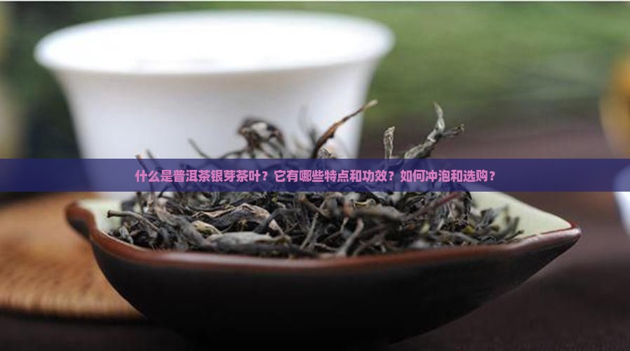 什么是普洱茶银芽茶叶？它有哪些特点和功效？如何冲泡和选购？