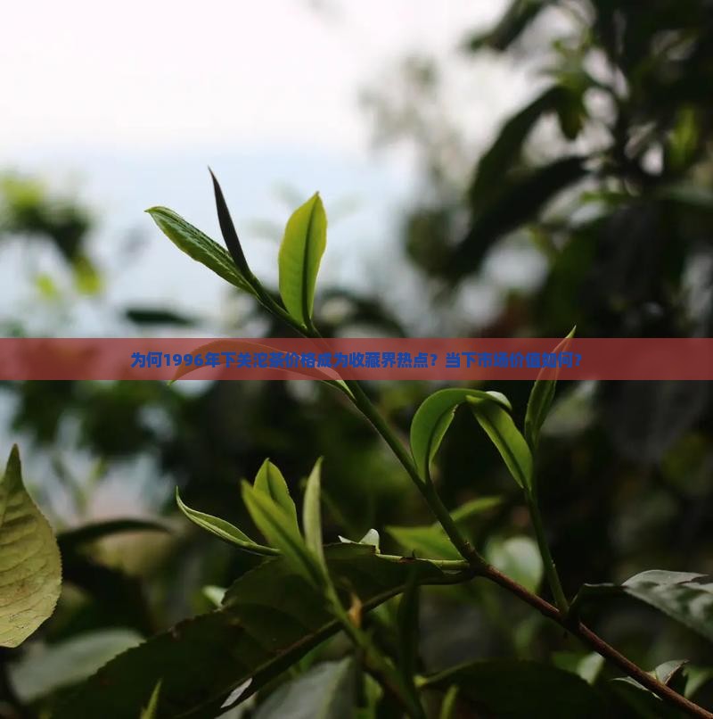 为何1996年下关沱茶价格成为收藏界热点？当下市场价值如何？