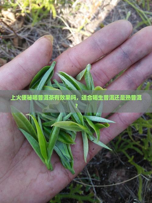 上火便秘喝普洱茶有效果吗，适合喝生普洱还是熟普洱？