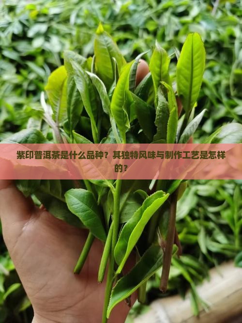 紫印普洱茶是什么品种？其独特风味与制作工艺是怎样的？