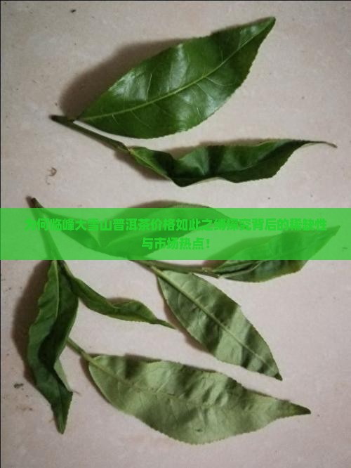为何临峰大雪山普洱茶价格如此之缚探究背后的稀缺性与市场热点！