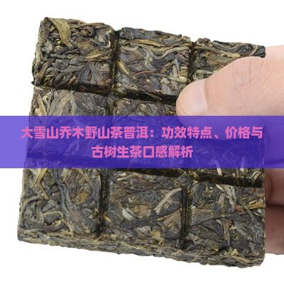 大雪山乔木野山茶普洱：功效特点、价格与古树生茶口感解析