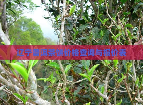 辽宁普洱茶饼价格查询与报价表