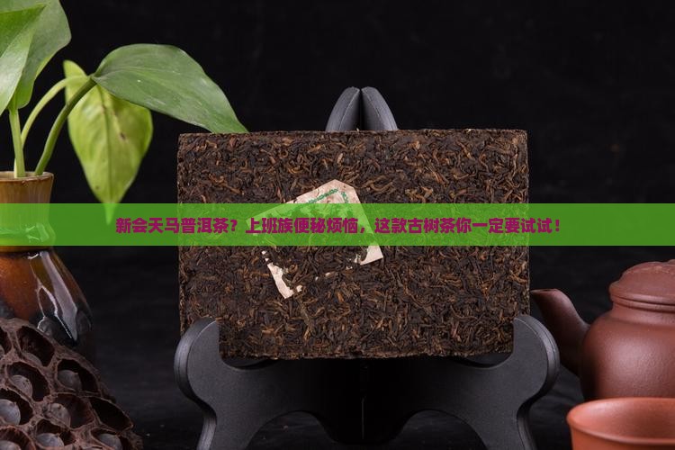 新会天马普洱茶？上班族便秘烦恼，这款古树茶你一定要试试！