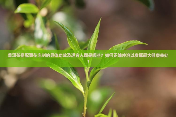 普洱茶搭配菊花泡制的具体功效及适宜人群是哪些？如何正确冲泡以发挥最大健康益处？