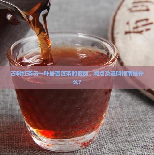 古树红茶与一叶居普洱茶的区别、特点及选购指南是什么？
