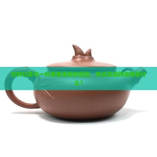 古树红茶与一叶居普洱茶的区别、特点及选购指南是什么？