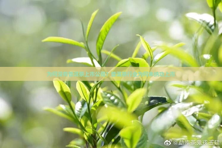 为何没有普洱茶上市公司？普洱茶行业为何未纳功上市