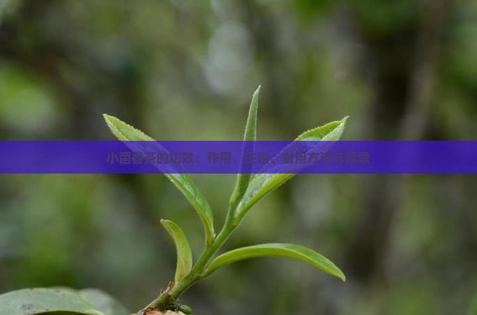 小茴香茶的功效：作用、主治、食用方法与禁忌