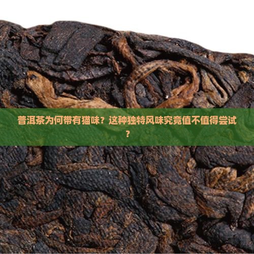 普洱茶为何带有猫味？这种独特风味究竟值不值得尝试？