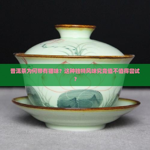 普洱茶为何带有猫味？这种独特风味究竟值不值得尝试？