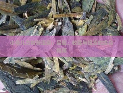小鱼儿古树普洱茶：品鉴、收藏与投资的综合指南