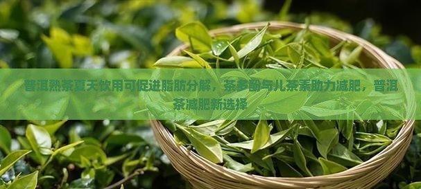 普洱熟茶夏天饮用可促进脂肪分解，茶多酚与儿茶素助力减肥，普洱茶减肥新选择