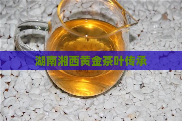 湖南湘西黄金茶叶传承