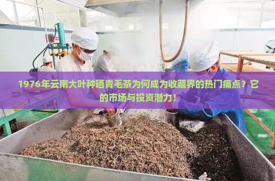 1976年云南大叶种晒青毛茶为何成为收藏界的热门痛点？它的市场与投资潜力！
