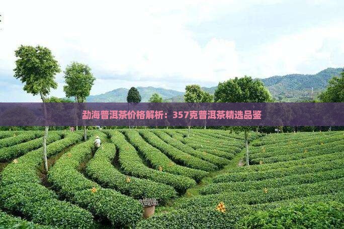 勐海普洱茶价格解析：357克普洱茶精选品鉴