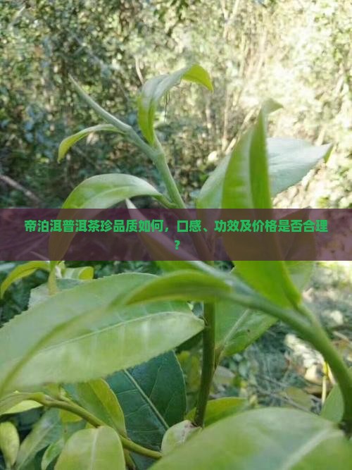 帝泊洱普洱茶珍品质如何，口感、功效及价格是否合理？
