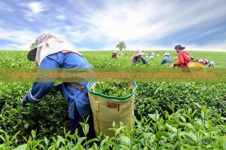 七子普洱茶二十年价格