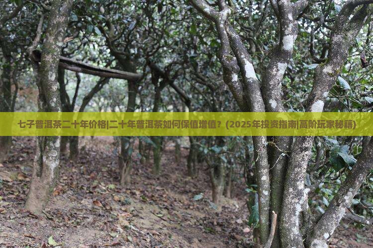 七子普洱茶二十年价格