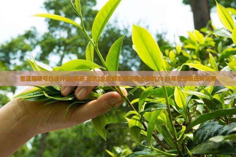 普洱茶唛号白话介绍 普洱茶唛号白话介绍