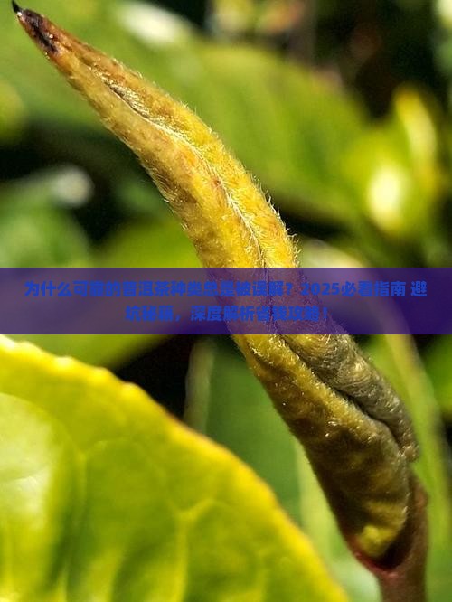 可靠的普洱茶种类