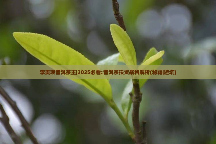 李美瑛普洱茶王