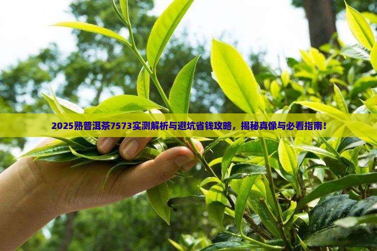熟普洱茶直播7573