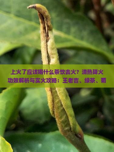 上火应该喝什么茶好