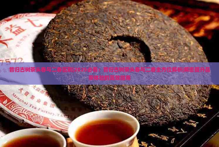 昔归古树茶头春与二春区别