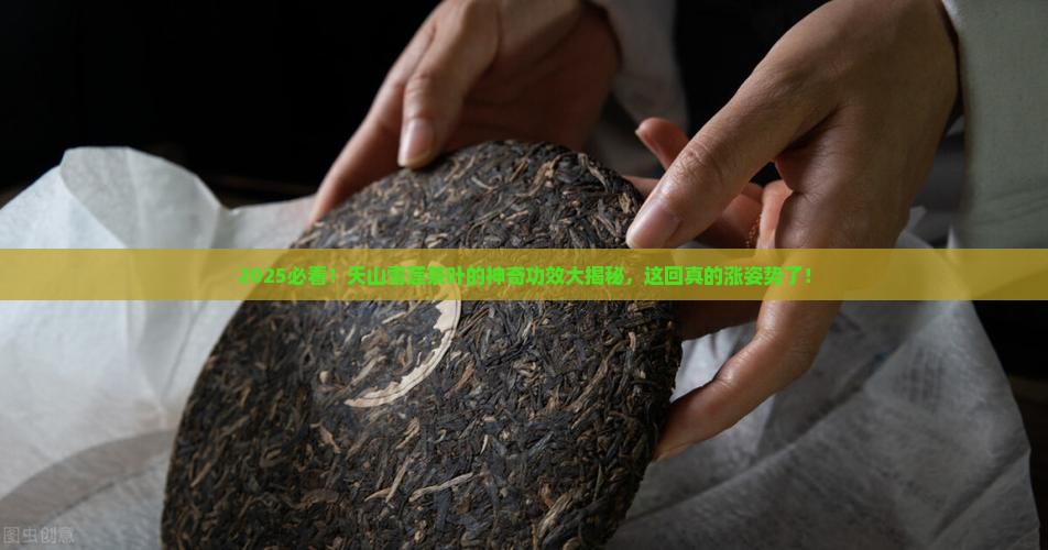 天山雪莲茶叶的功效