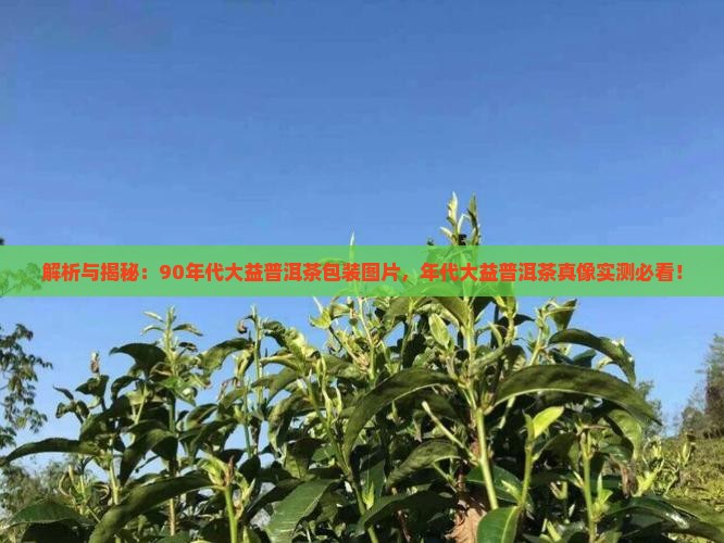 90年代大益2普洱茶包装