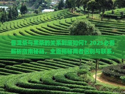 普洱茶跟黑茶的关系