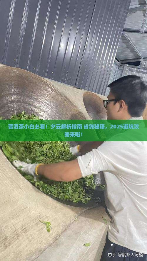 普洱茶小白夕云
