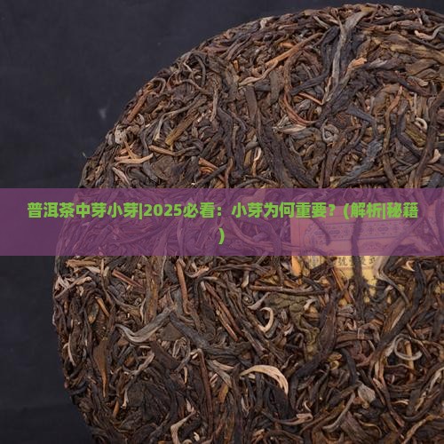 普洱茶中芽小芽